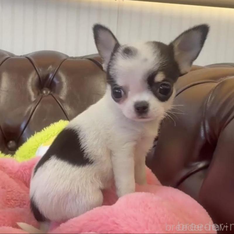 販売中の香川県のチワワ(スムースコート)-452508の12枚目