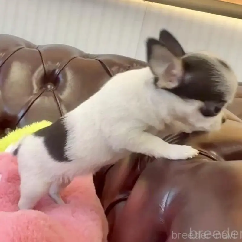 販売中の香川県のチワワ(スムースコート)-452508の11枚目