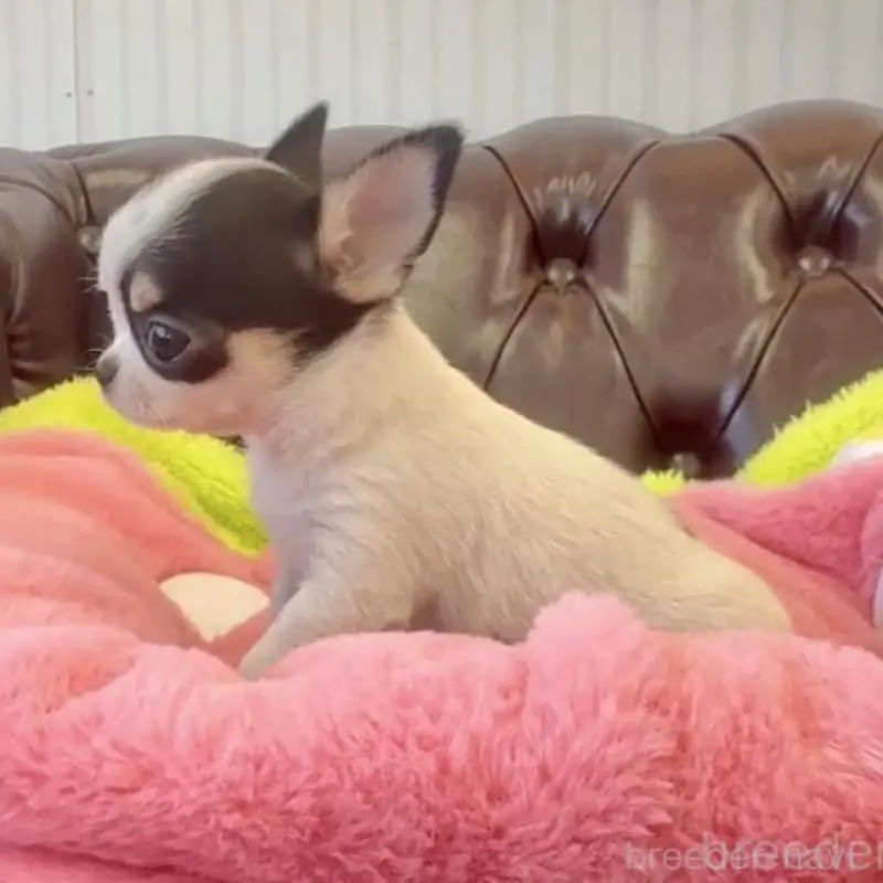 販売中の香川県のチワワ(スムースコート)-452508の10枚目