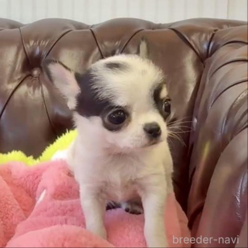 販売中の香川県のチワワ(スムースコート)-452508の8枚目