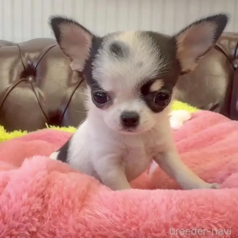 販売中の香川県のチワワ(スムースコート)-452508の7枚目