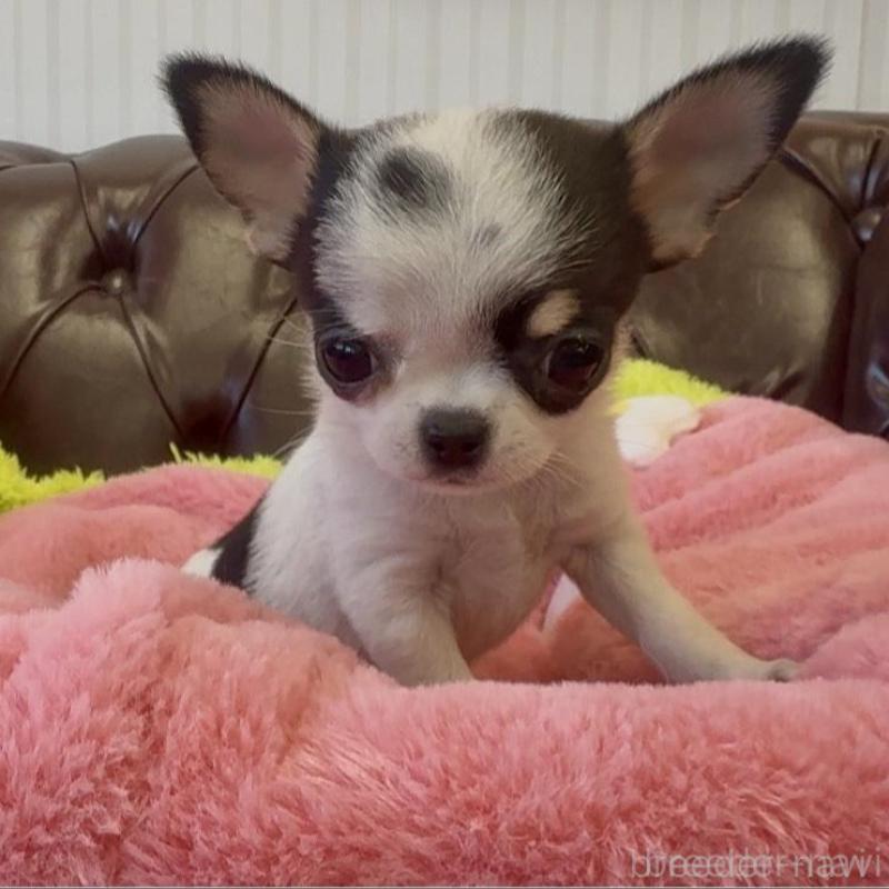 販売中の香川県のチワワ(スムースコート)-452508の6枚目