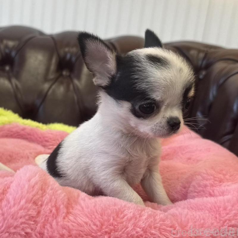 販売中の香川県のチワワ(スムースコート)-452508の5枚目