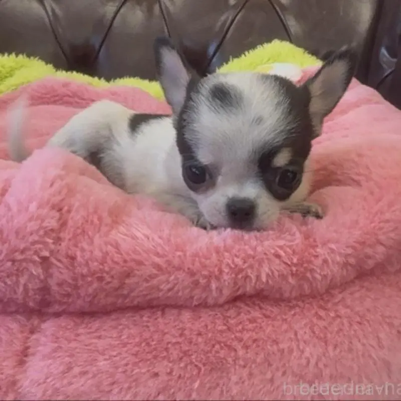 販売中の香川県のチワワ(スムースコート)-452508の4枚目