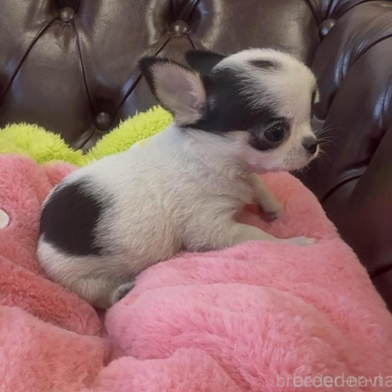 販売中の香川県のチワワ(スムースコート)-452508の3枚目