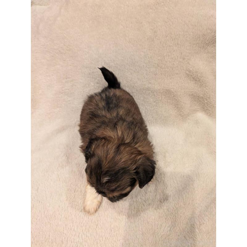 販売中の大阪府のチワズー:チワワ×シーズー-452507の4枚目