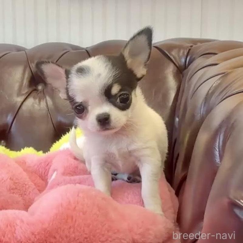 販売中の香川県のチワワ(スムースコート)-452508の2枚目