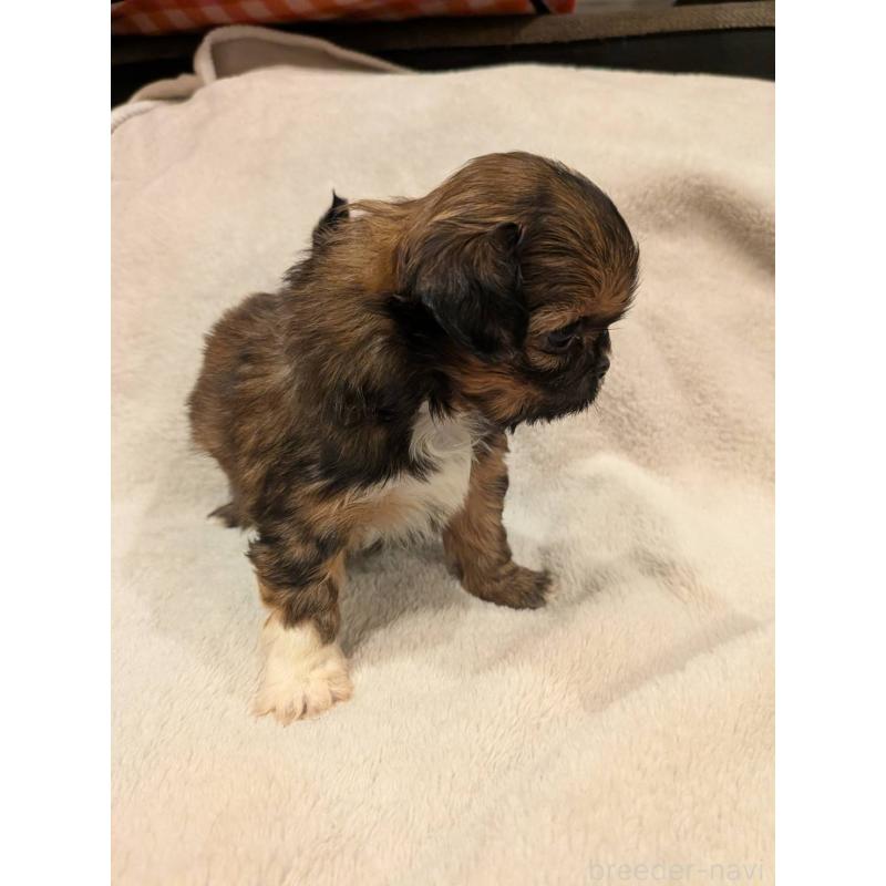 販売中の大阪府のチワズー:チワワ×シーズー-452507の3枚目