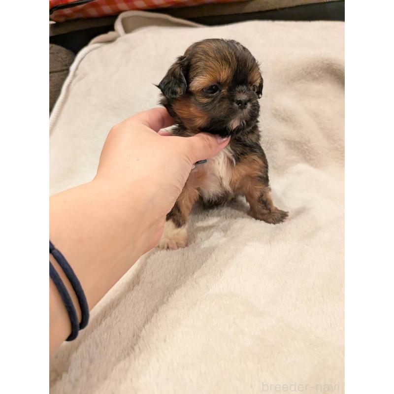 販売中の大阪府のチワズー:チワワ×シーズー-452507の2枚目