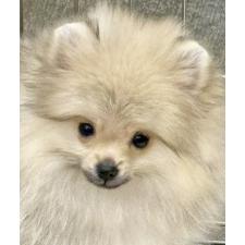 ♀︎ポメラニアン