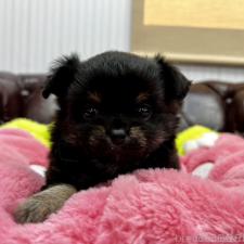 ♀︎チワワ(ロングコート)