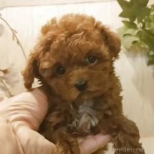 ♀︎ティーカッププードル