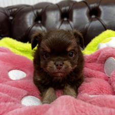 ♀︎チワワ(ロングコート)