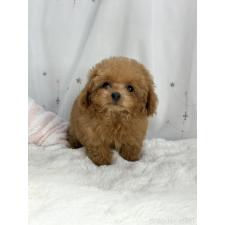 ♀︎ティーカッププードル