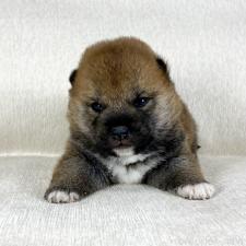 オンライン見学