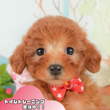 ♀︎トイプードル