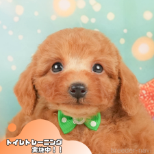 オンライン見学