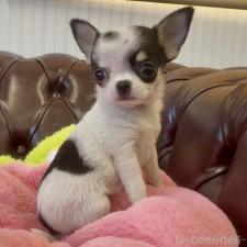 チワワ(スムースコート)の子犬