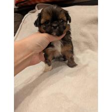 ♀︎チワズー:チワワ×シーズー