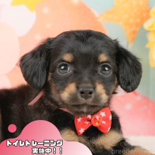 オンライン見学