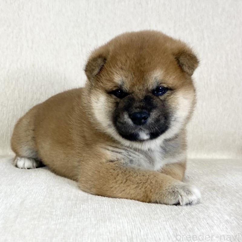 販売中の茨城県の柴犬-452510の15枚目