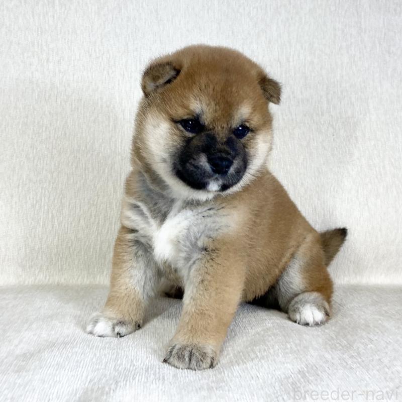 販売中の茨城県の柴犬-452510の14枚目