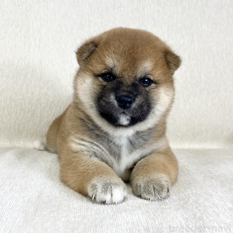 販売中の茨城県の柴犬-452510の13枚目