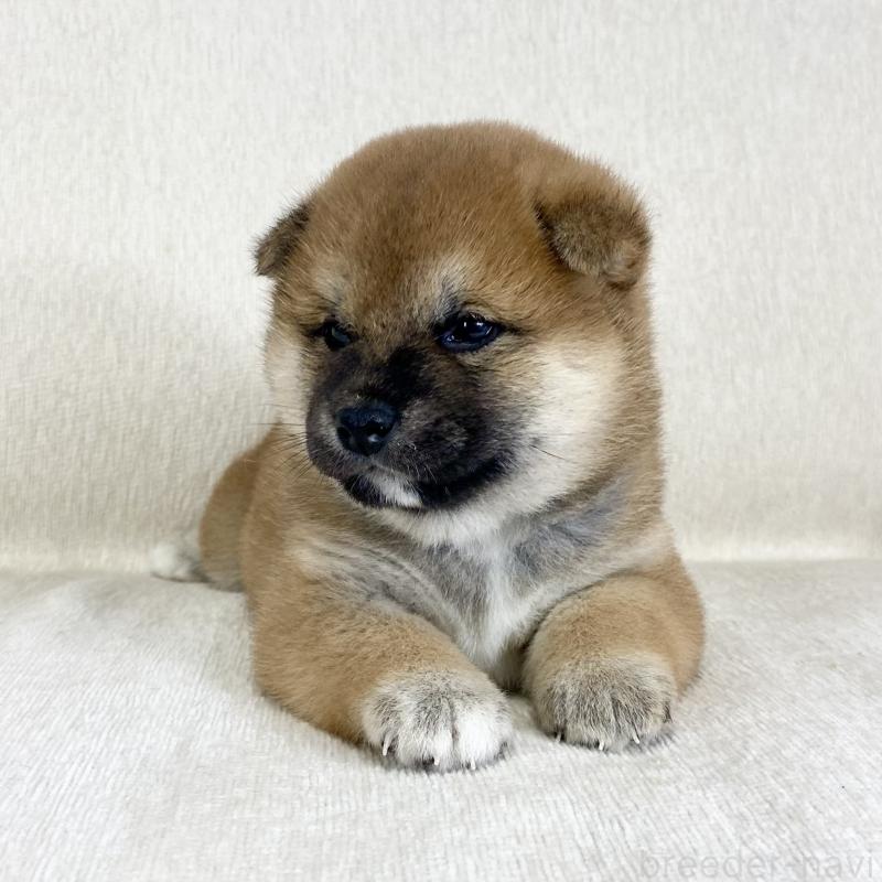 販売中の茨城県の柴犬-452510の11枚目