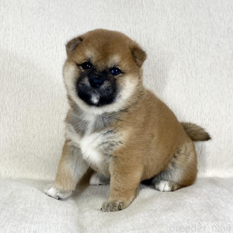 販売中の茨城県の柴犬-452510の10枚目