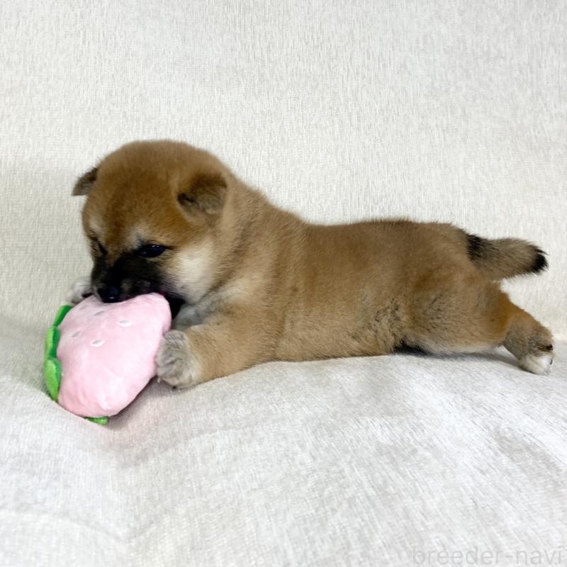 販売中の茨城県の柴犬-452510の9枚目