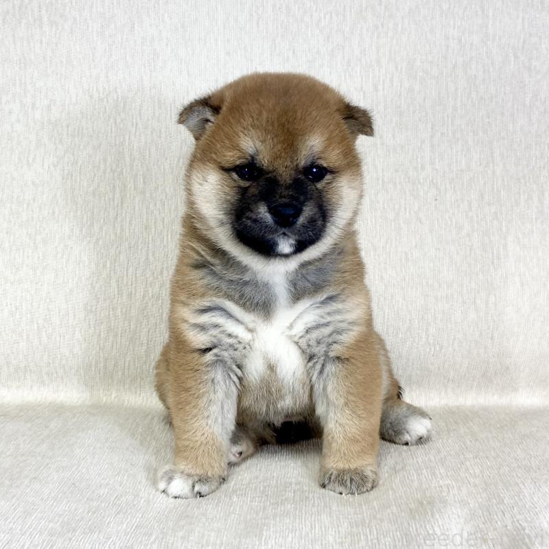 販売中の茨城県の柴犬-452510の7枚目