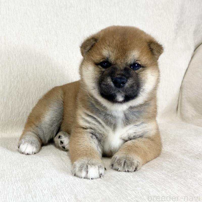 販売中の茨城県の柴犬-452510の6枚目