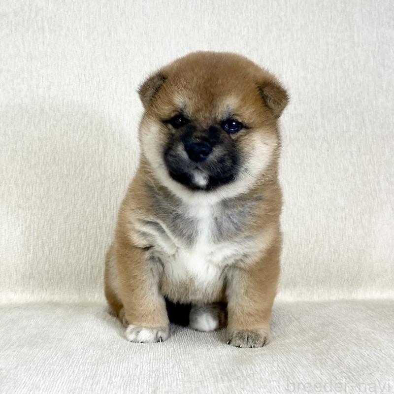 販売中の茨城県の柴犬-452510の5枚目