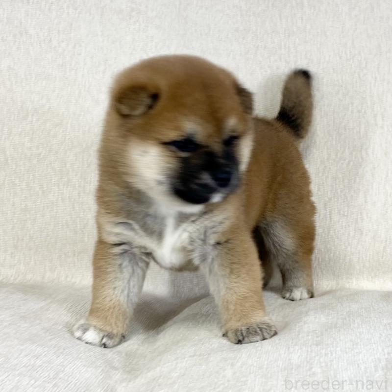 販売中の茨城県の柴犬-452510の4枚目