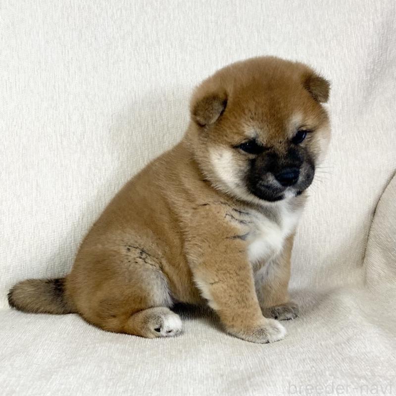 販売中の茨城県の柴犬-452510の3枚目