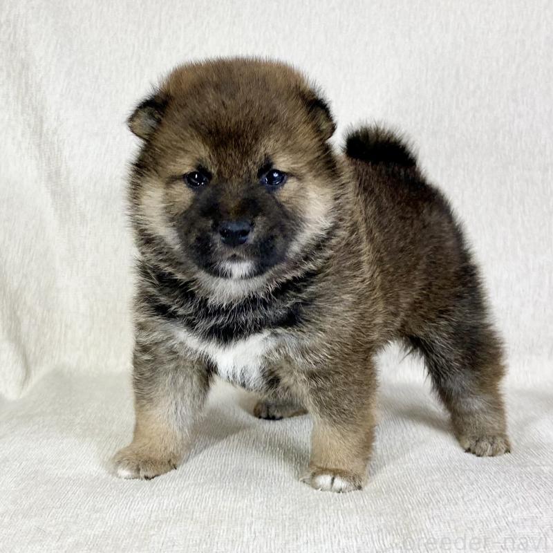 販売中の茨城県の柴犬-452511の13枚目