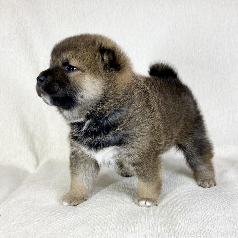 販売中の茨城県の柴犬-452511の12枚目