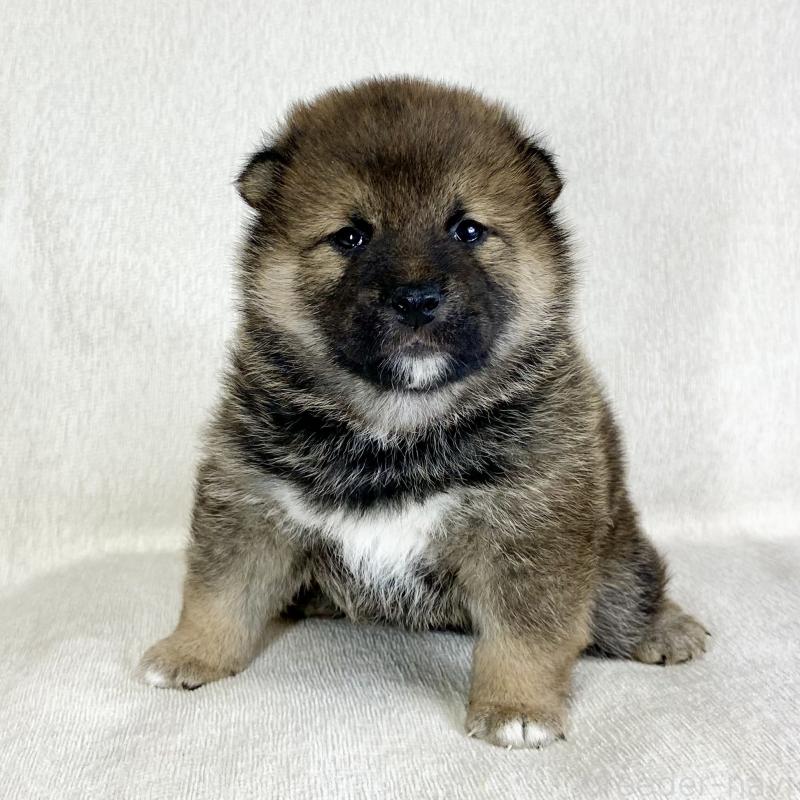 販売中の茨城県の柴犬-452511の9枚目