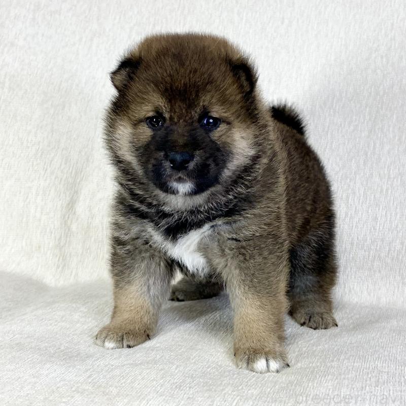 販売中の茨城県の柴犬-452511の8枚目