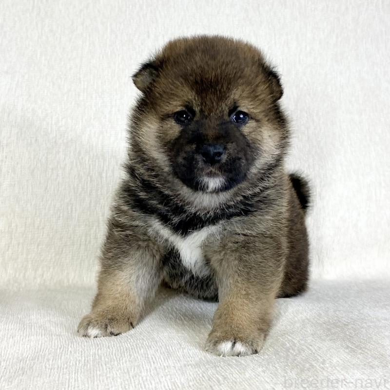 販売中の茨城県の柴犬-452511の7枚目