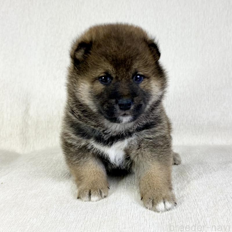 販売中の茨城県の柴犬-452511の5枚目