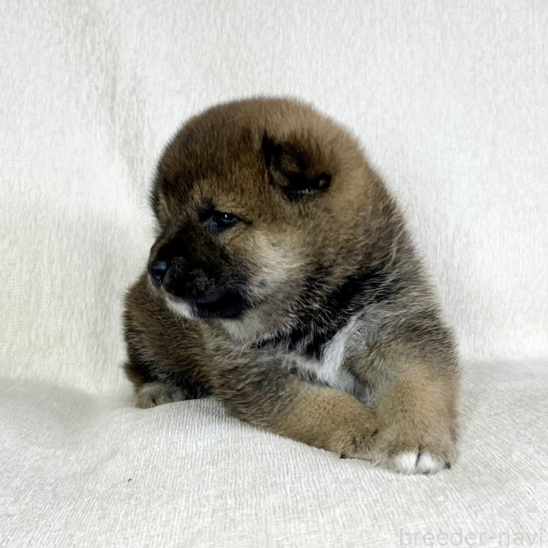 販売中の茨城県の柴犬-452511の3枚目