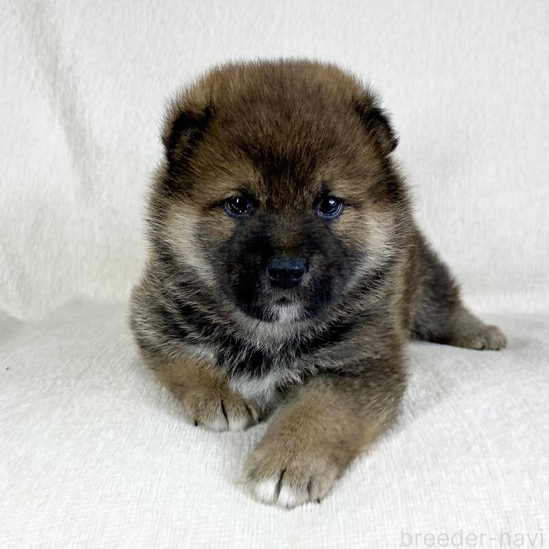 販売中の茨城県の柴犬-452511の2枚目