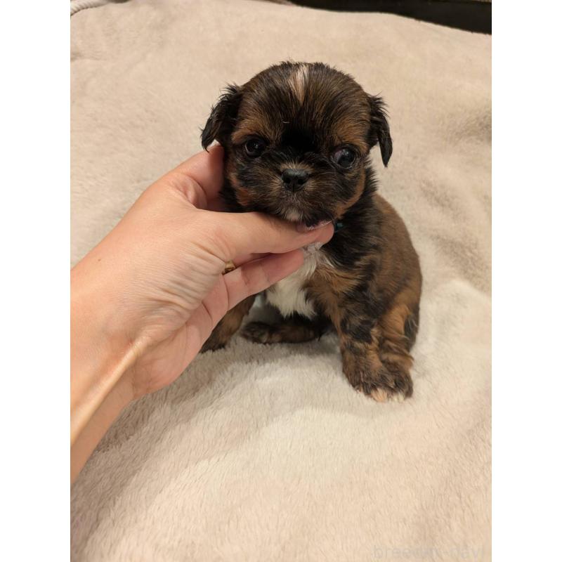 販売中の大阪府のチワズー:チワワ×シーズー-452512の5枚目