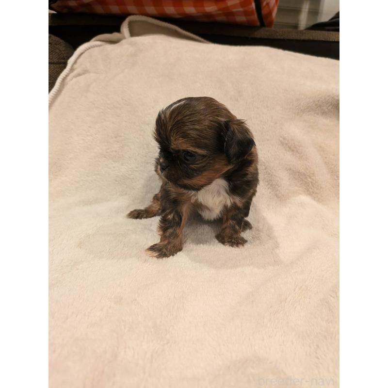 販売中の大阪府のチワズー:チワワ×シーズー-452512の4枚目