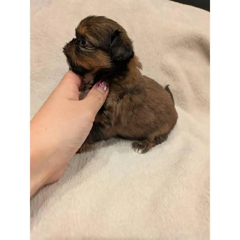 販売中の大阪府のチワズー:チワワ×シーズー-452512の3枚目