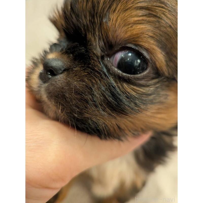 販売中の大阪府のチワズー:チワワ×シーズー-452512の2枚目