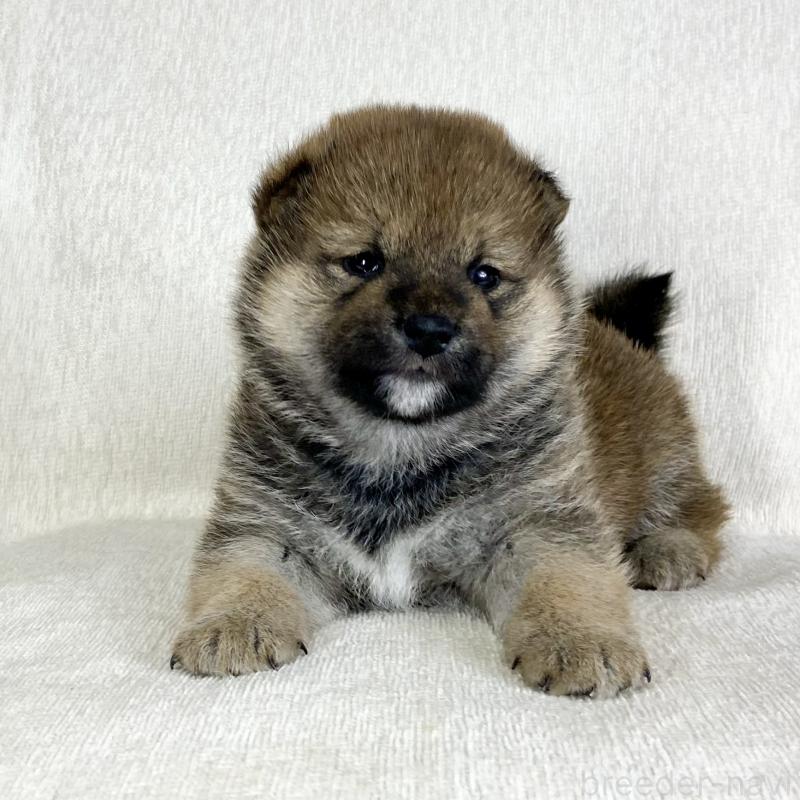 販売中の茨城県の柴犬-452513の15枚目