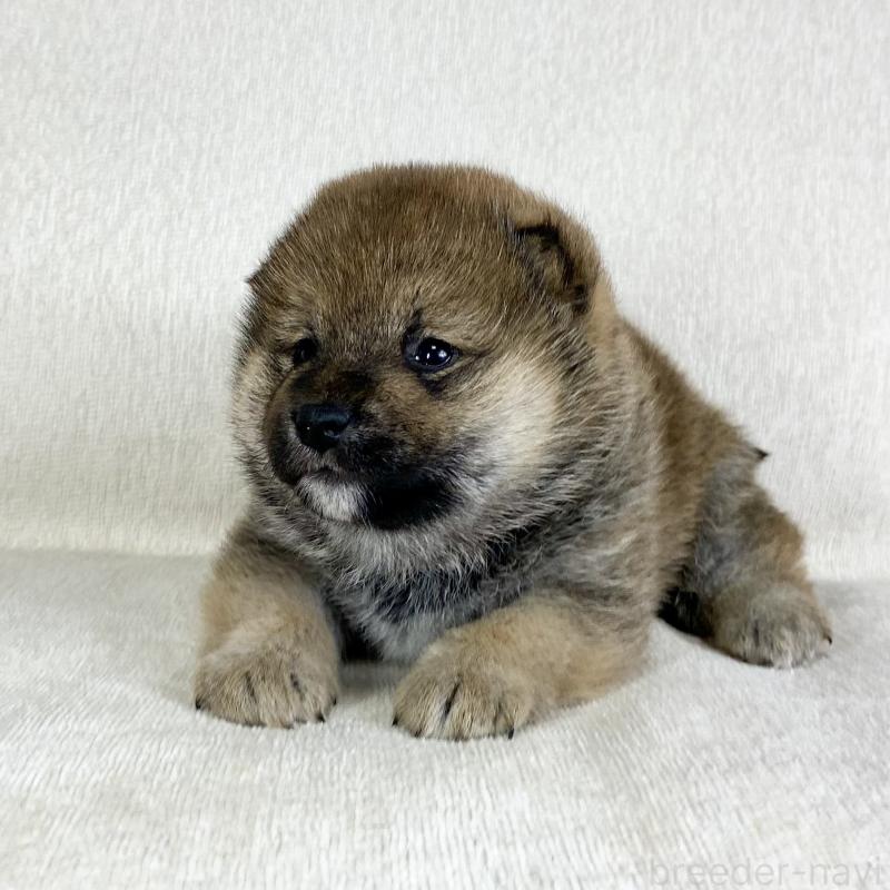 販売中の茨城県の柴犬-452513の14枚目