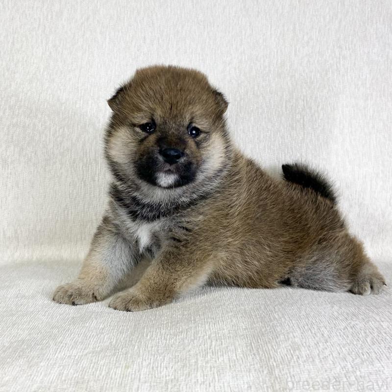 販売中の茨城県の柴犬-452513の12枚目